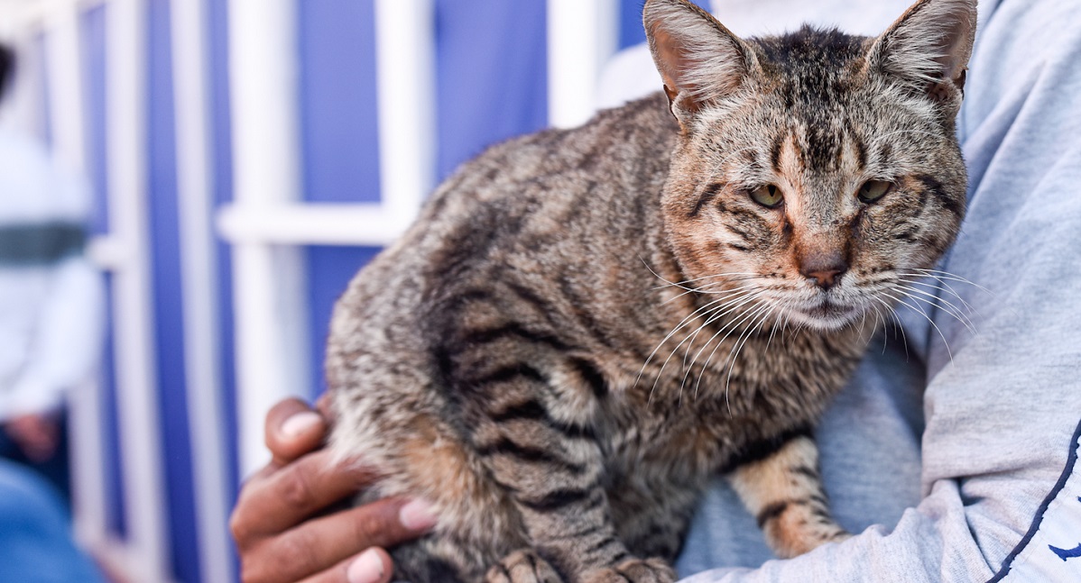 Hombre estranguló y asesinó a gato frente a sus hijos durante episodio de VIF: fue detenido