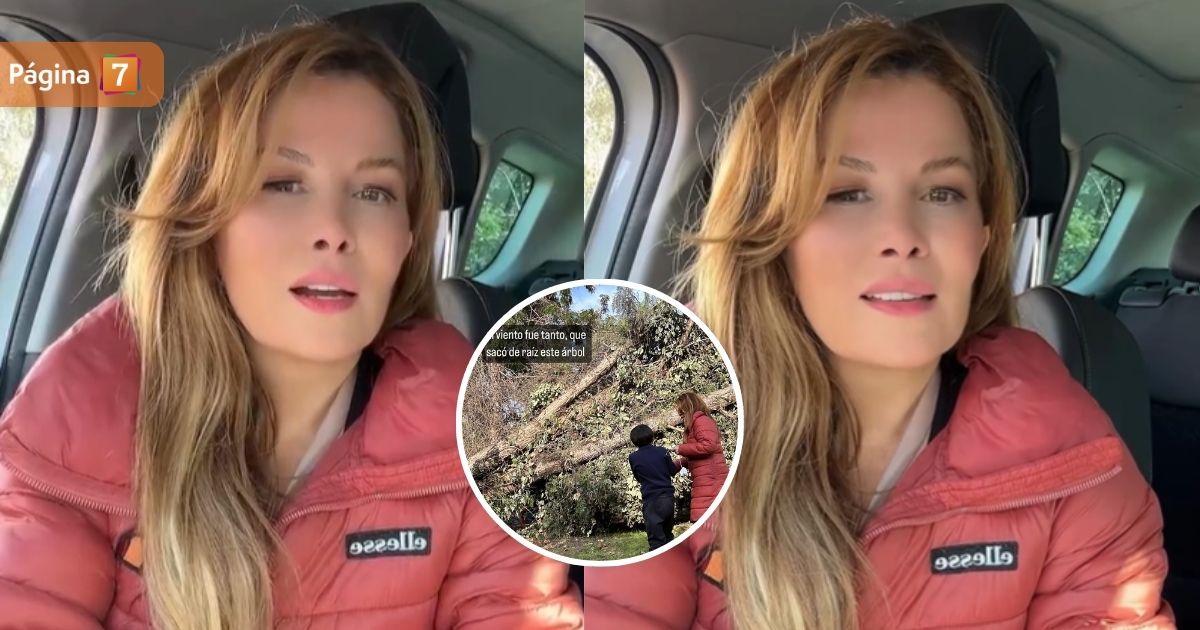 Cathy Barriga sufrió daños por sistema frontal: árbol cayó en su propiedad