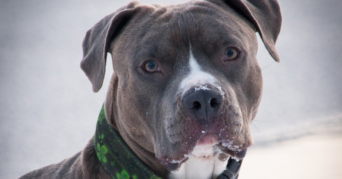 Adulto mayor sufre amputación de extremidades tras ataque de perros pitbull en Santa Juana