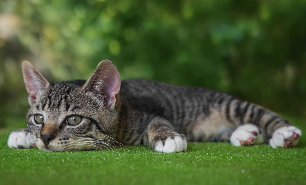 ¿Mi gato está gordito? Puede que la barriguita de tu felino sea primordial