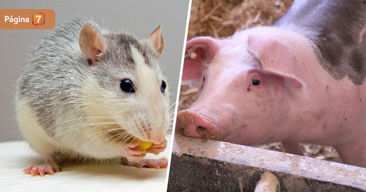 científicos ganan premio por descubrir que mamíferos respiran por el ano