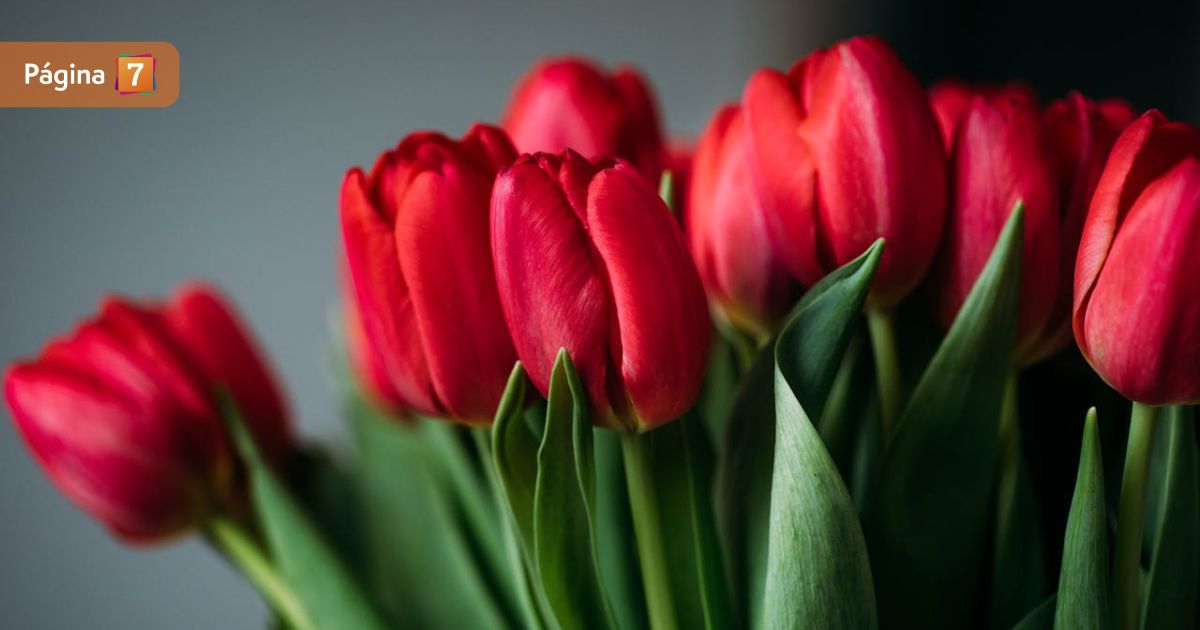 Tras furor por los tulipanes: ¿cómo plantar y cuidar correctamente estas flores?