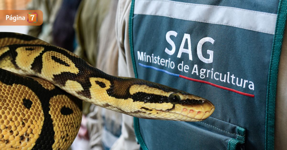 La insólita confusión que afectó búsqueda de pitón en Valparaíso: escapó de departamento hace 6 días