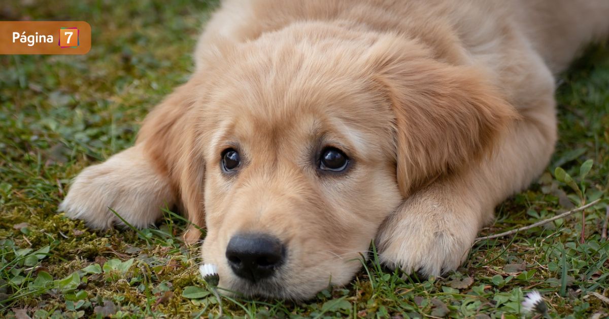 Hombre acusado de matar y violar a cachorro en Punta Arenas fue agredido por sus vecinos