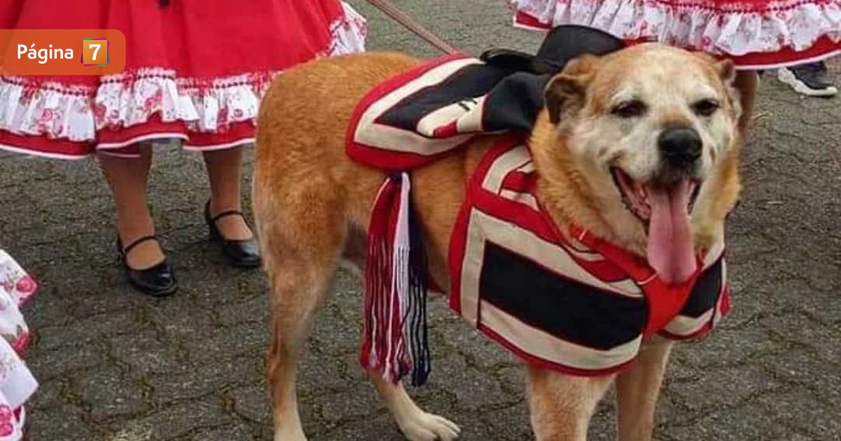 ¿Disfrazas a tus perros en Fiestas Patrias? Experto aseguró que podría ser malo para su salud