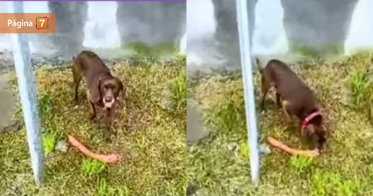 ¿Pariente del ladrón de empanada? Perrito causó risas al robarse una longaniza en vivo