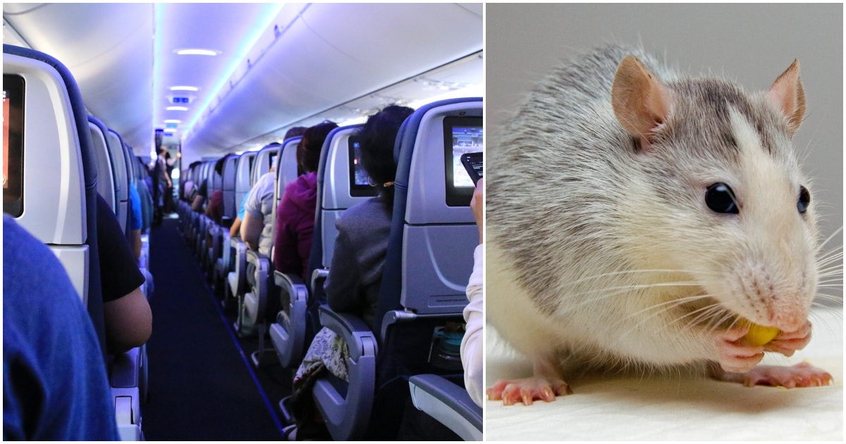Avión que volaba de Oslo a Málaga debió aterrizar de emergencia por un ratón