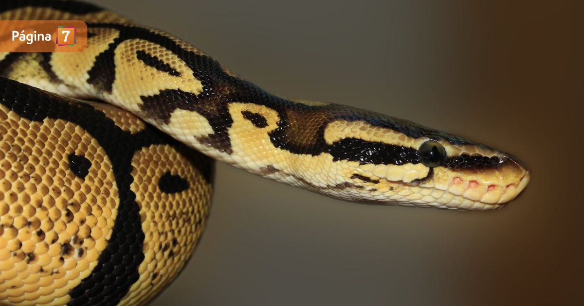 ¿Dónde estaba? Así fue el hallazgo de la pitón que estuvo casi un mes desaparecida en Valparaíso