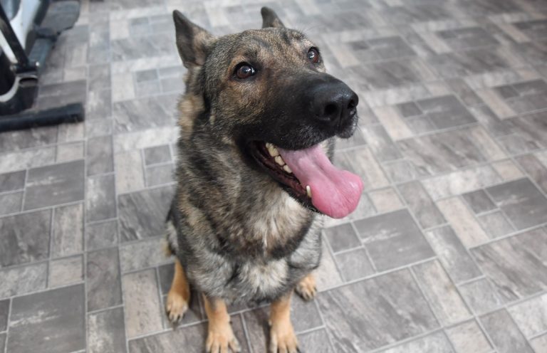 Perrita es sacrificada tras ataques sexuales reiterados en Hualpén: autoridades presentaron denuncia