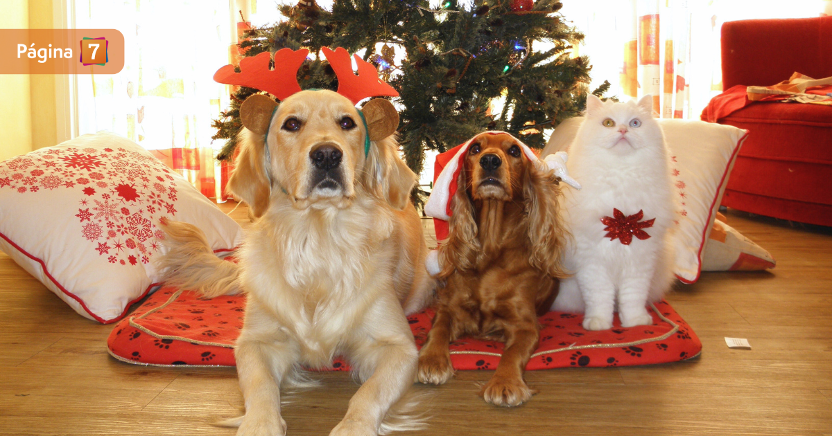 Estos son los cuatro alimentos navideños que pueden ser peligrosos para la salud de tu mascota