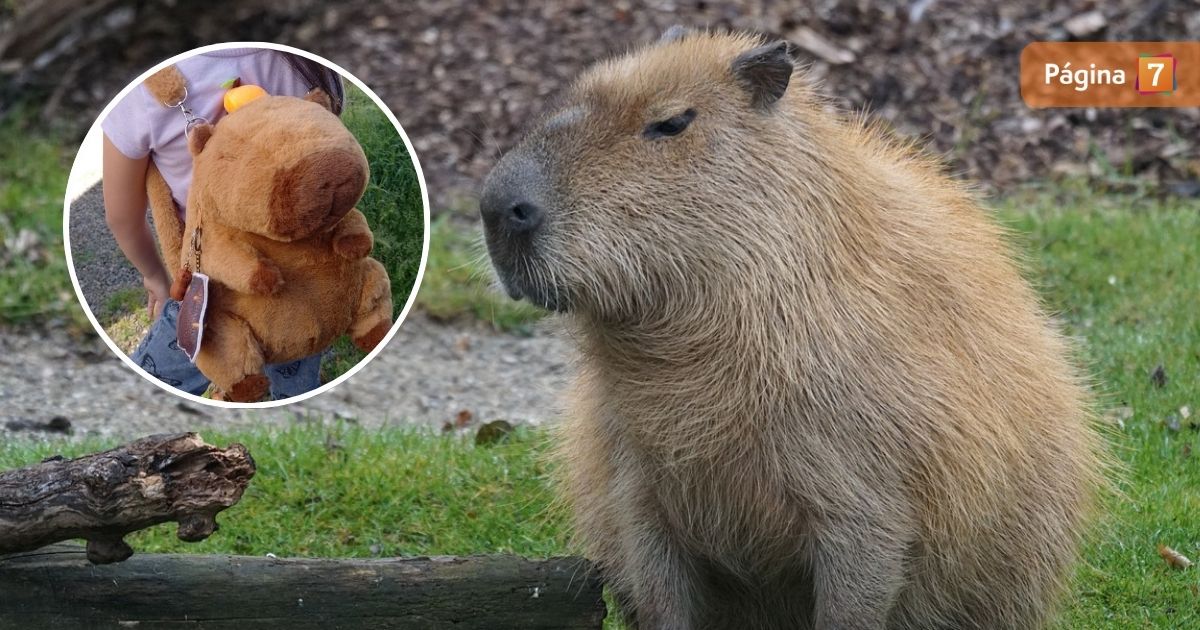 capibara regalo de navidad