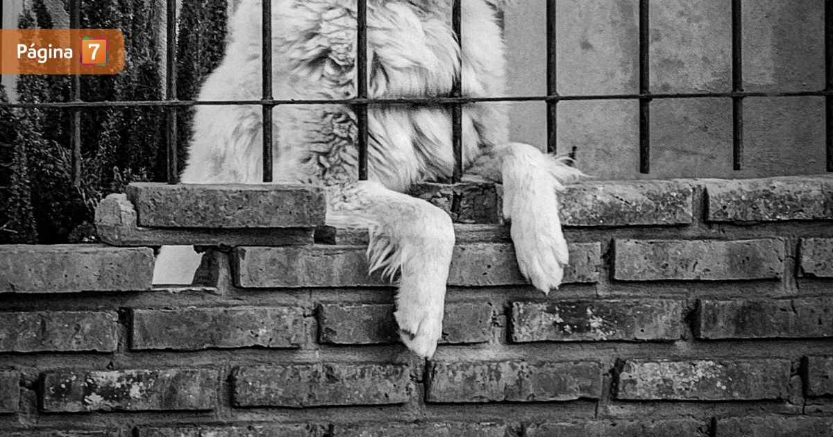 Imputado por brutal caso de maltrato animal en Talagante quedó en prisión preventiva