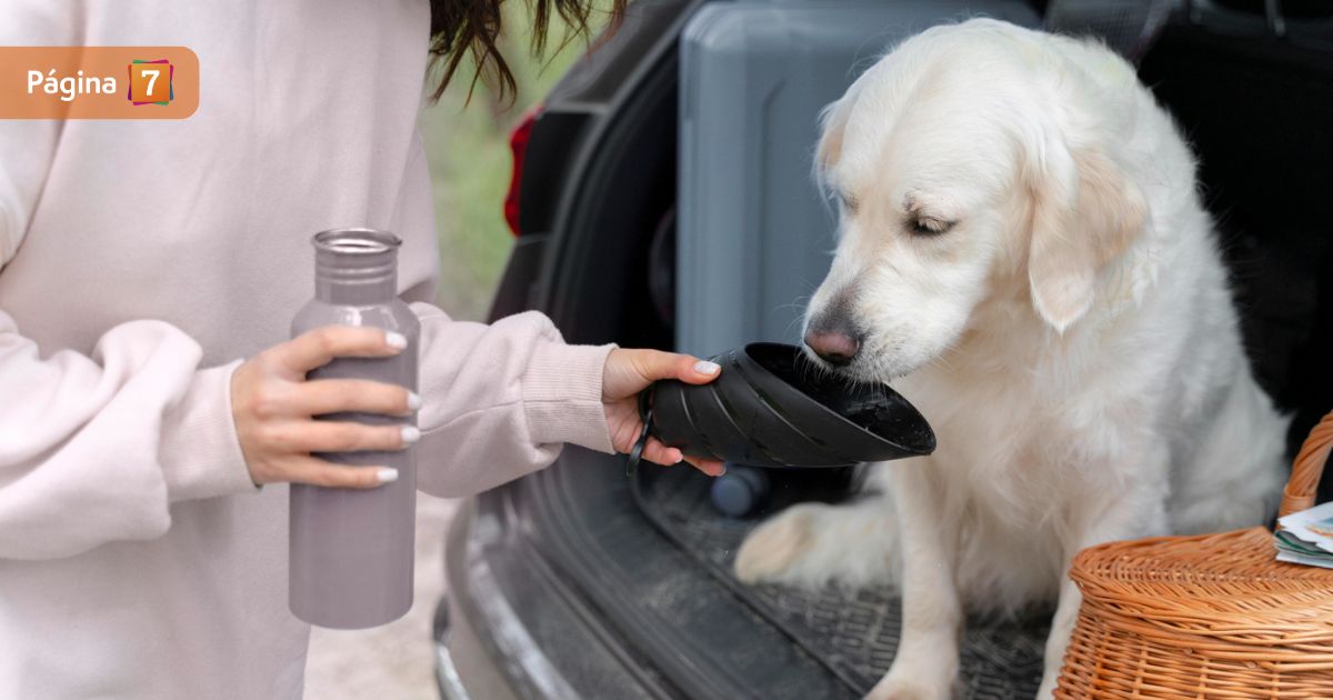 Cuida a tus mascotas en este verano: revisa las recomendaciones para evitar golpes de calor