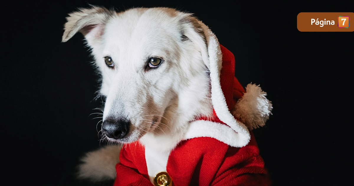 Experta entrega 4 consejos para proteger a las mascotas del impacto de los fuegos artificiales