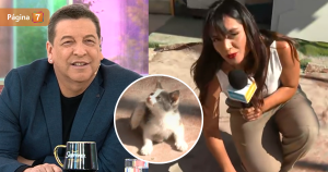 No se resistió reportera de Contigo en la mañana interrumpió su despacho por un pequeño gatito