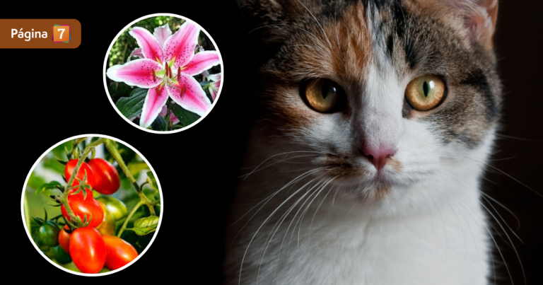 ¿Tienes lirios o tomates? Estas y otras plantas que debes alejar ahora mismo de tu gato