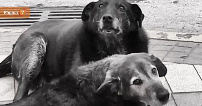 Condenan a tres imputados por muerte de 'Caballita' y 'Viejito', perritos comunitarios de Valdivia