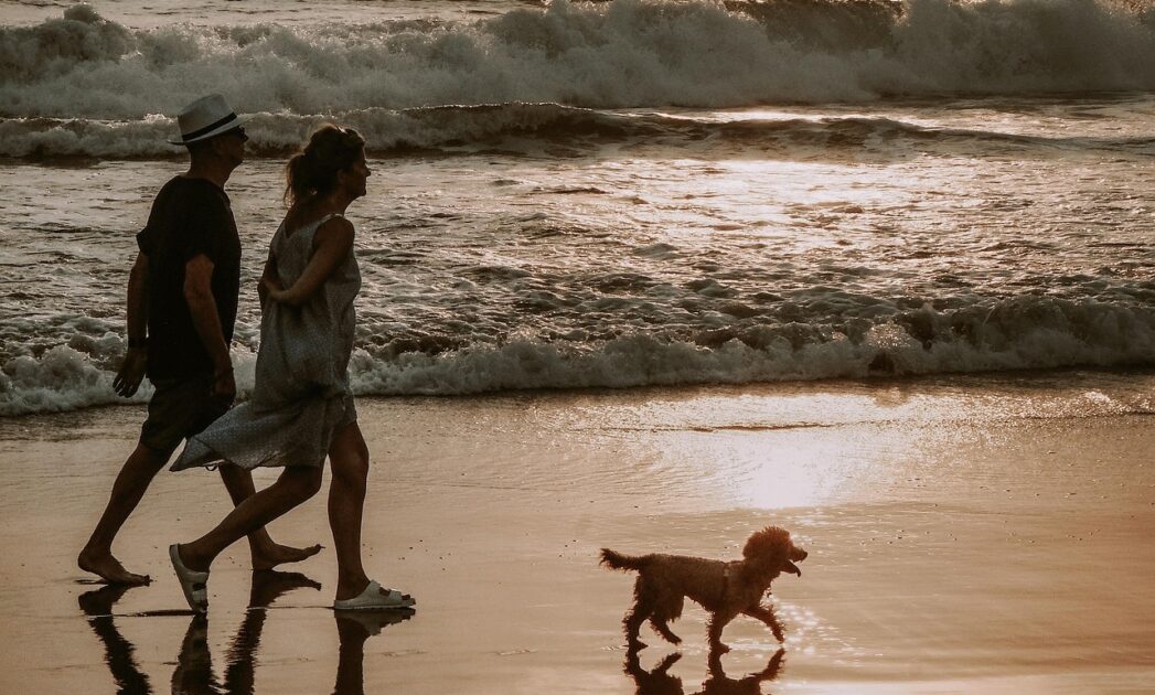 Los errores que no puedes cometer si llevas a tu perro a la playa