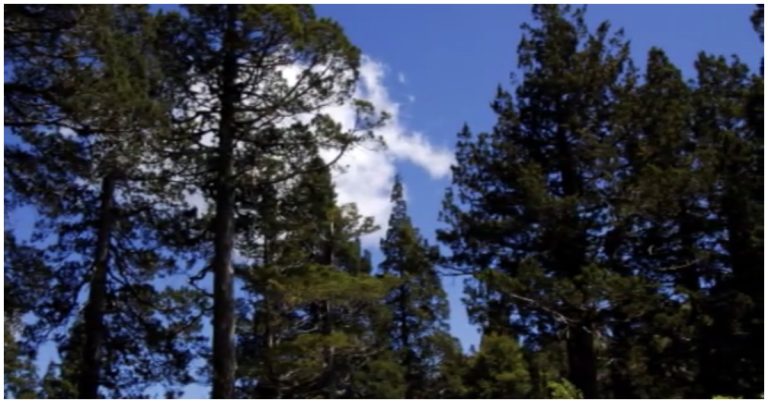 Tres adultos mayores y un guía turístico desaparecidos en el Parque Nacional Alerce Costero