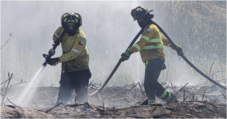 Evacuación en Los Sauces por incendio forestal en La Araucanía: Senapred declaró Alerta Roja