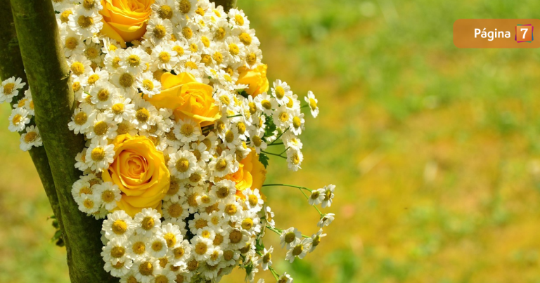 Flores amarillas del 21 de marzo: ¿por qué se regalan, cuál es el origen y su significado?