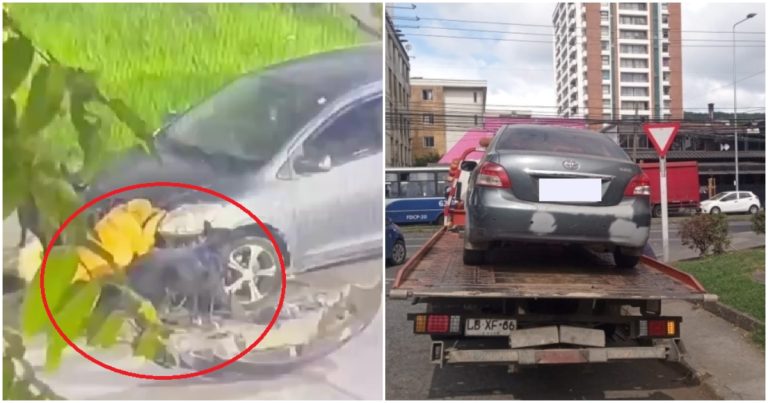 Video muestra impactante video de perros destrozando vehículo en Plaza Perú de Concepción