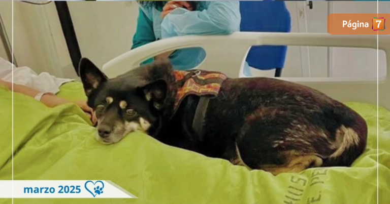Emotivo reencuentro: paciente en Valparaíso recibió visita de su perrita tras 2 meses hospitalizada