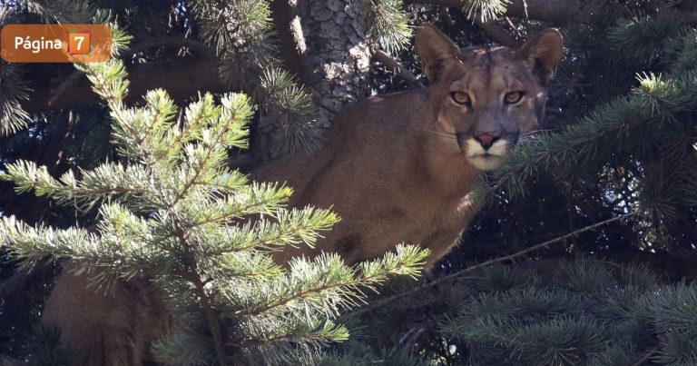 Conmoción en la Patagonia: encuentran puma desmembrado en pleno Parque Nacional Torres del Paine