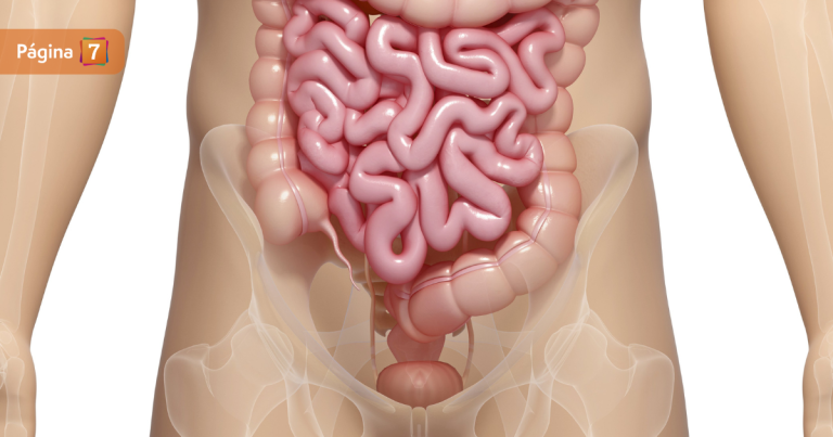 No es solo para desechos: científicos aseguran haber encontrado el verdadero origen del ano