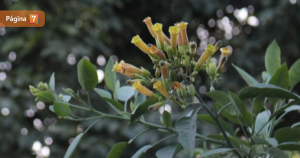 Palán palán: la peligrosa planta con la que se intoxicó ciudadano chino que murió en Rinconada