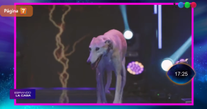 conmovedora historia de Paris, perrita de Gran Hermano Argentina