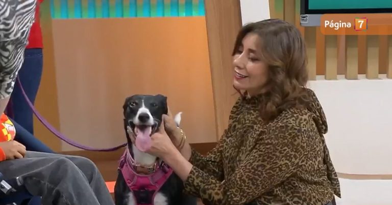 Carmen Gloria a tu servicio logró importante hito en rating con emotiva historia de perrita de apoyo