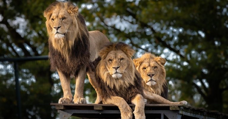 León atacó y mató a importante empresario alemán durante safari de lujo en Namibia