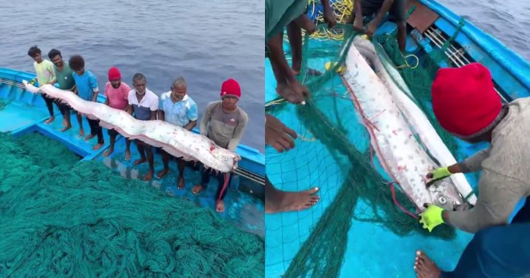 ¿Presagio de catástrofes o simple coincidencia? Impacto por apariciones de 'peces del juicio final'