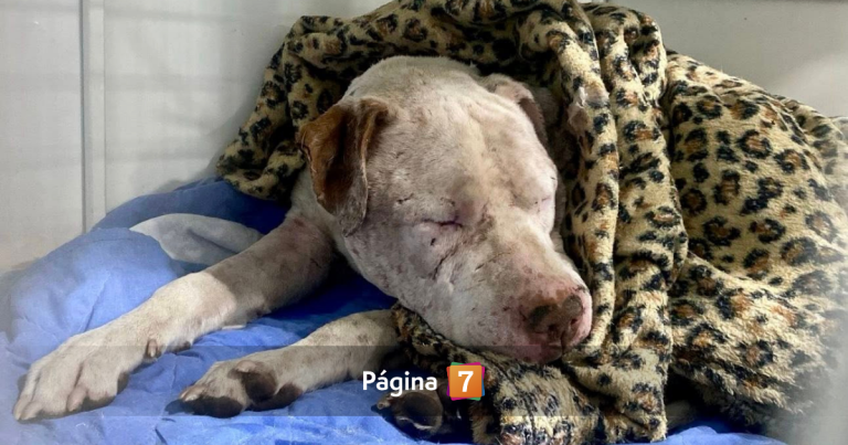 Perro fue apuñalado 15 veces tras perder pelea clandestina en Calama: fue rescatado y está grave