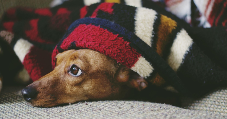 Expertos explican dónde deben dormir los perros en las noches más frías de la temporada