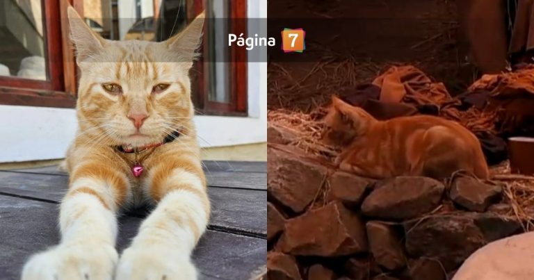 ¿Quién es el Russo? Conoce al tierno gatito que se roba las miradas en Mundos Opuestos 