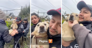 Lucía apareció: hallan con vida a perrita perdida tras muerte de profesor UDD en Concepción