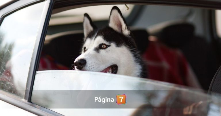 En el Día Mundial del Perro: consejos clave para cuidar a tu mascota durante los viajes en auto