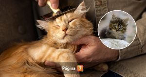 Día del Gato: descubre cuándo se celebra y cuidados esenciales para tu michi en su día