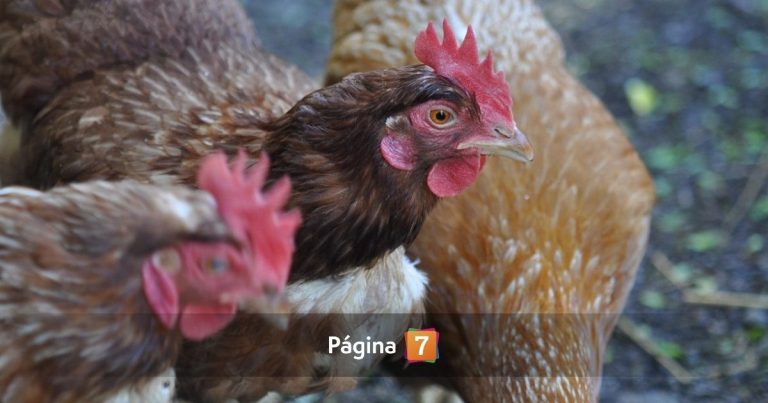 Destapan macabro caso de gallinas torturadas en Santiago Centro: aparecen con extraños mensajes