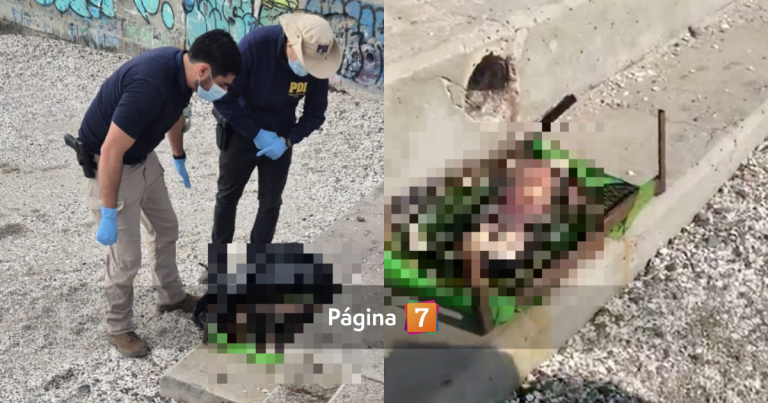 Brutal caso de maltrato animal en Antofagasta: encuentran perro decapitado sobre una parrilla