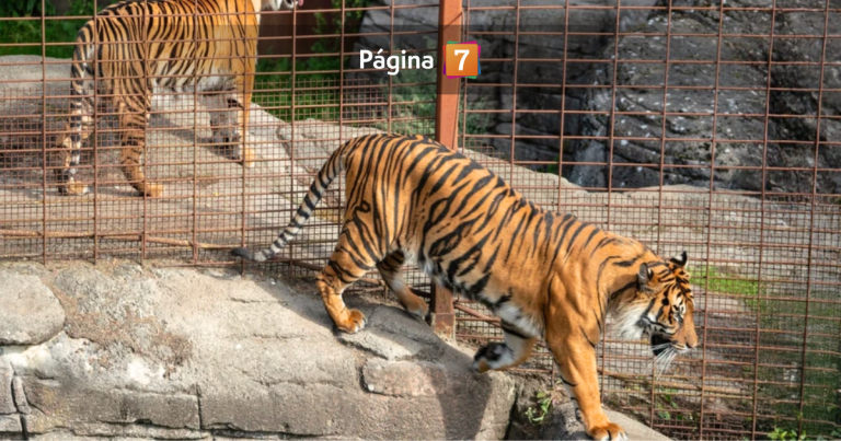 Polémica iniciativa en Dinamarca: zoológico pide donar mascotas para alimentar a sus depredadores