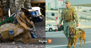 Drako, el perro que se despide en la Parada Militar