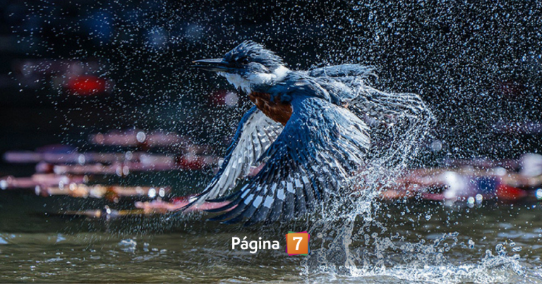 Chileno gana 'Gran Premio' de Audubon Photography Awards con espectacular imagen de martín pescador