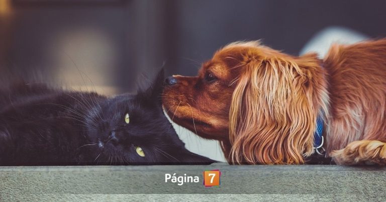 Fiestas Patrias: ¿cómo cuidar a tus mascotas de accidentes este 18 de septiembre?