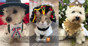 es bueno disfrazar a mascotas para fiestas patrias