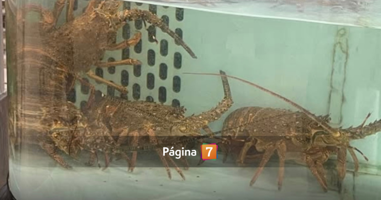 Querella a Jumbo por maltrato animal: acusan exhibición de langostas vivas en “crueles” condiciones