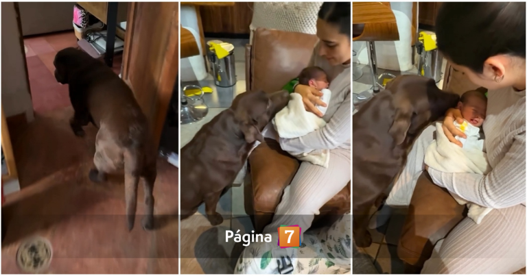 Pangal Andrade mostró primer encuentro de su perro Bagual con Alanna: 