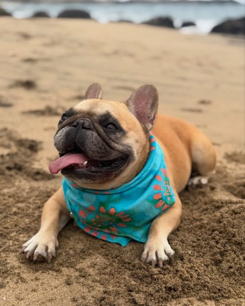 Adriana Barrientos confirmó la muerte de su querida perrita Asia tras complejas horas de lucha